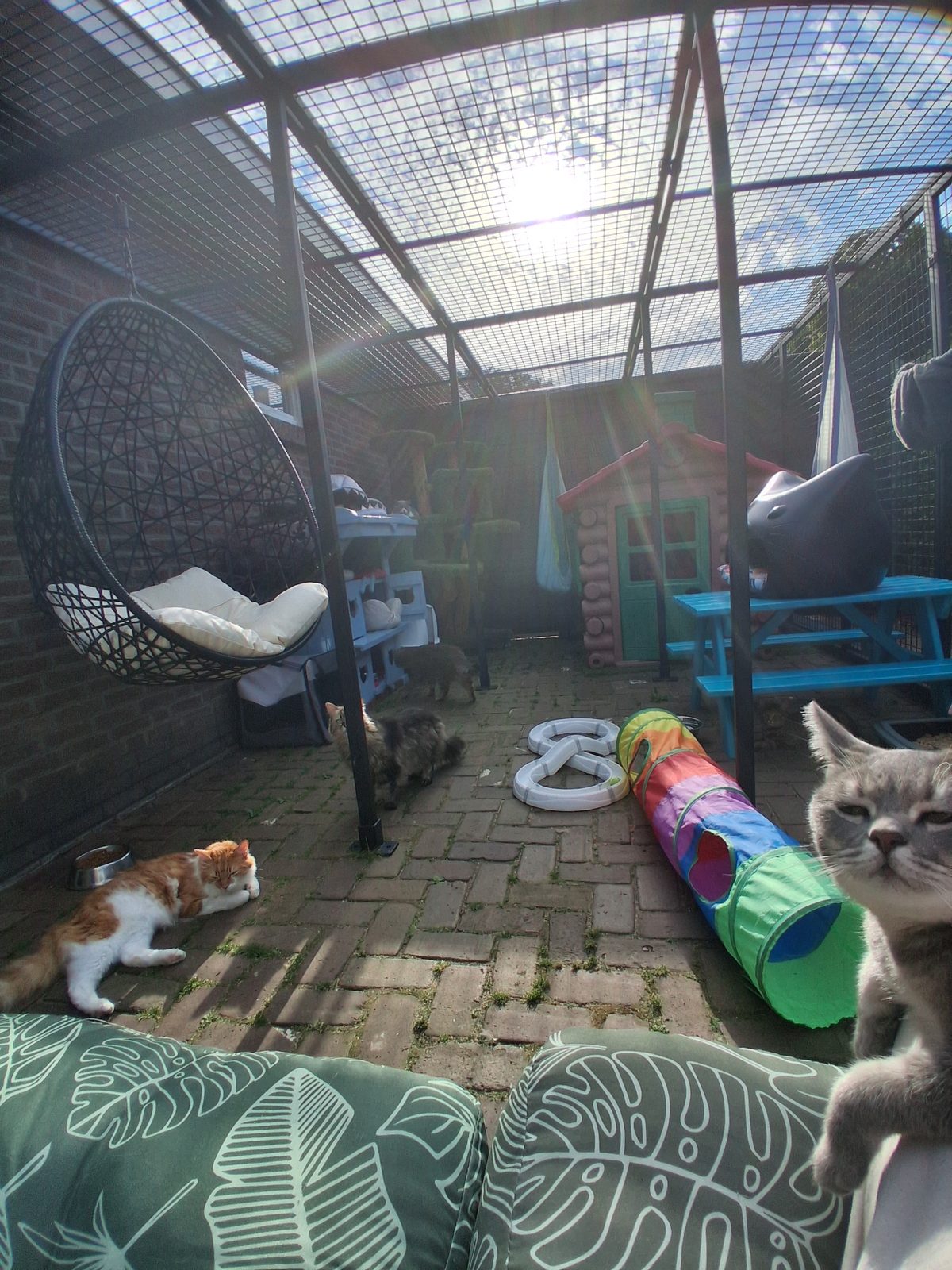 Katten spelen in de zonnige overdekte buitenren