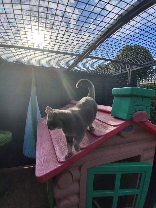 Grijze kat loopt over het dak van het speelhuisje